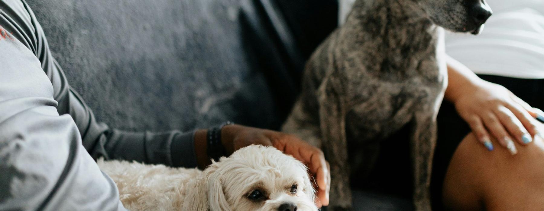 a man and two dogs sitting on a couch